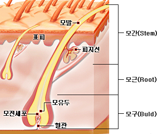 털의 구조